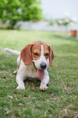 Happy healthy beagle dog