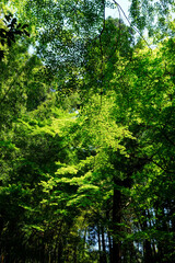 Fototapeta premium 日本楓のきれいな新緑