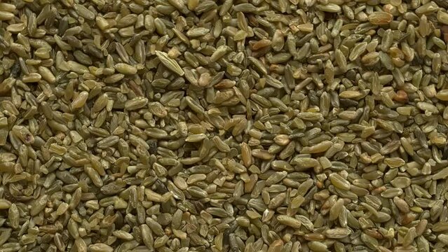 Top view of freekeh grains as an abstract food texture. The cereal made from immature, green, fire roasted wheat to make a healthy, low-glycemic-index food high in protein and minerals. Table spin.