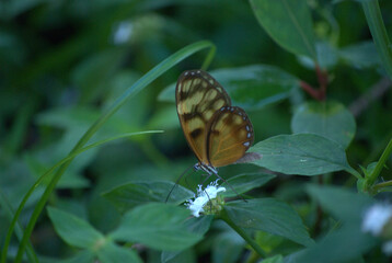 Mariposas,pequeños Angeles que nos acompañan.