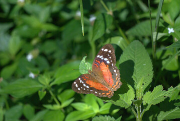 Mariposas,pequeños Angeles que nos acompañan.