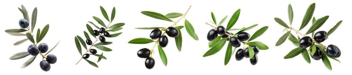 ripe black olives on a branch with leaves. Olives on a twig. collection isolated on transparent background