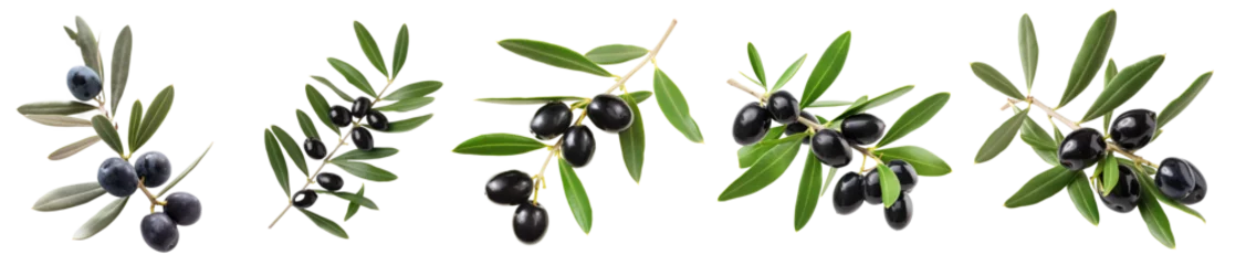 Tuinposter ripe black olives on a branch with leaves. Olives on a twig. collection isolated on transparent background © losmostachos