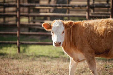 Cattle on a farm in rural Alabama.
