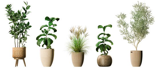 beautiful green plants and palms in pots with transparent backround in a png file