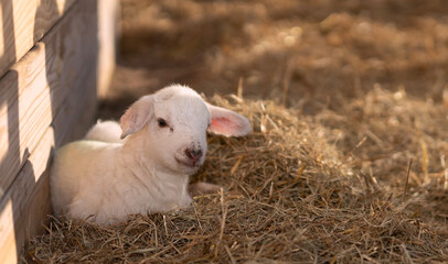 Small white sheep lamb a few hours after birth