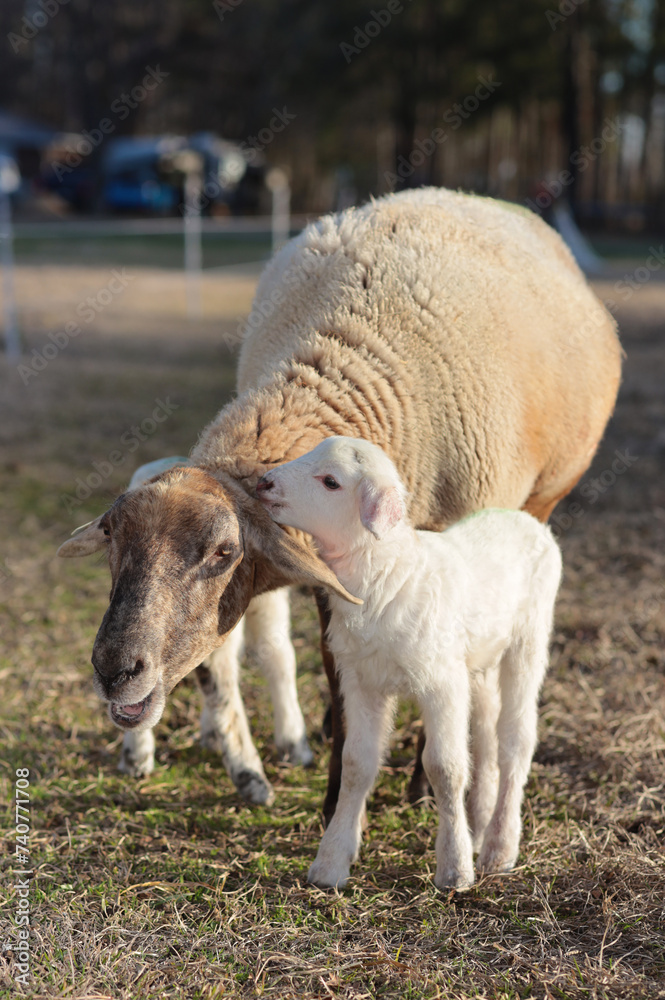 Wall mural White lamb showing its love to its mother sheep