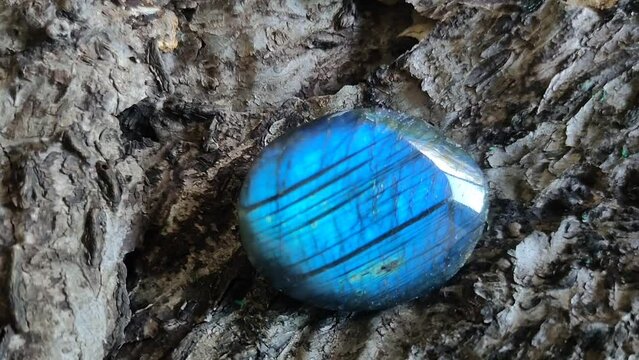 Labradorite oval shaped polished semi-precious gemstone  beautiful blue color on bark.