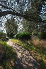 sentier à travers les arbres du parc