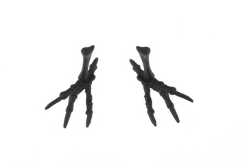 black chicken feet isolated on white background