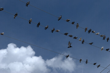 Aves,en todas nuestras ciudades y campos adornan el cielo.