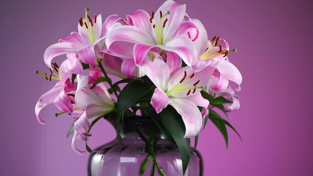 Beautiful lily flowers bouquet in a glass vase. Lillies. Pink lilies rotating. Big bunch of fresh fragrant lilies purple background. 