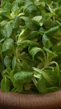 Corn salad (lamb's lettuce, Valerianella locusta) on a handmade clay plate. Table spin. Vertical video.