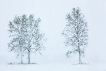 Winter landscape of bare, snow flocked trees in a rural landscape, Michigan, USA