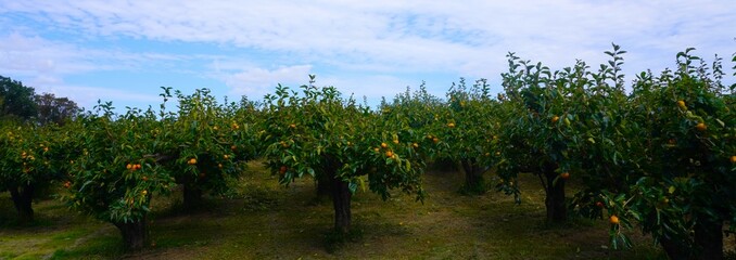 柿の果樹園のパノラマ