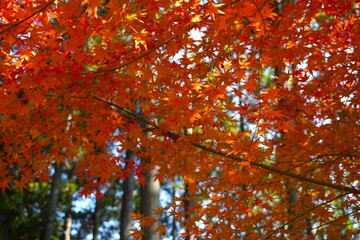 森の中の紅葉の背景素材