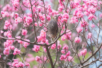 東京に咲く梅と鳥