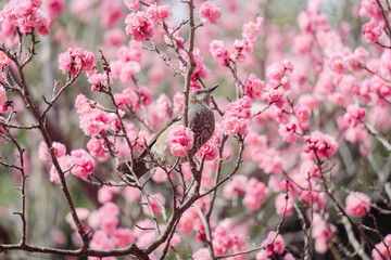 東京に咲く梅と鳥