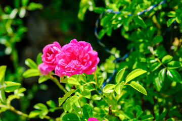 庭に咲く薔薇の花