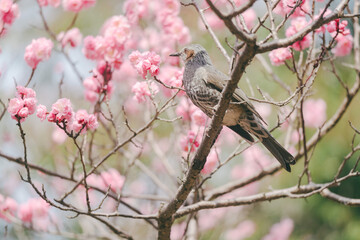 東京に咲く梅と鳥