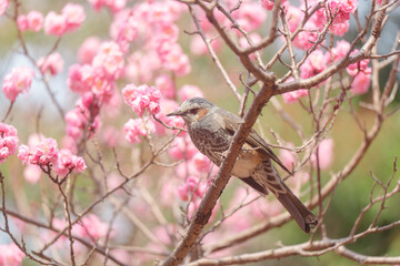東京に咲く梅と鳥