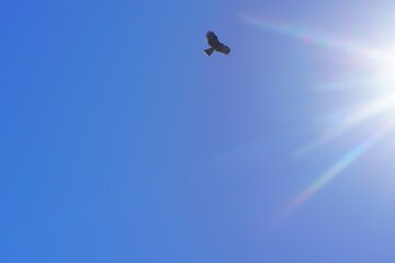 太陽光に向かう鳶