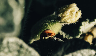 caminando por un micromundo gigante 