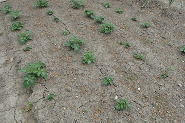 small potato plant in the spring