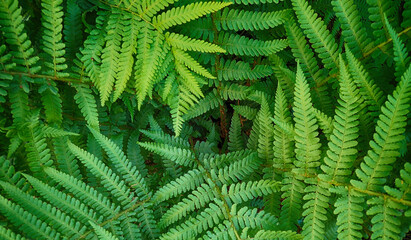 green fern leaves texture - obrazy, fototapety, plakaty