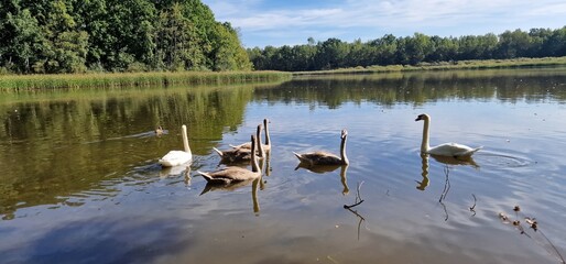 swans cygnus olor at vrbenske ponds south bohemia czech republic