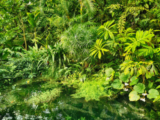 tropical green jungle