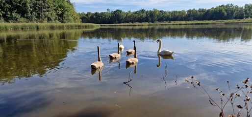 swans cygnus olor at vrbenske ponds south bohemia czech republic