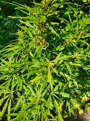 marihuana plant in the nature
