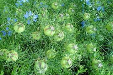 black cumin (nigalla sativa) plant and flower