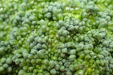 fresh broccoli vegetable