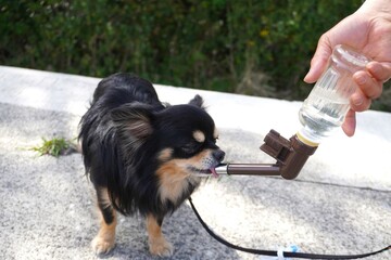 犬の散歩　給水タイム