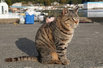 猫背になって座る漁港の地域猫