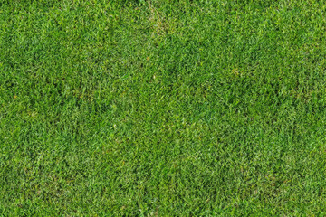 green grass background