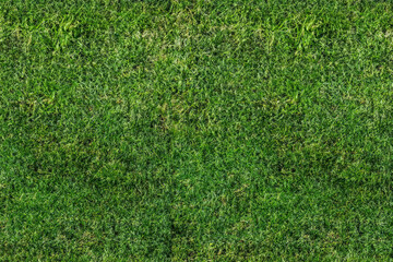 Obraz premium green grass field