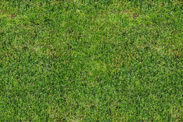 Fototapeta premium green grass field