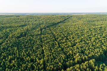 Dichter Wald von oben, Deutschland