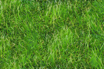 Obraz premium green grass background