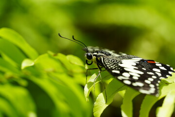 The Lime Butterfly, scientifically known as Papilio demoleus malayanus, is a subspecies of the Common Lime Butterfly (Papilio demoleus), which belongs to the family Papilionidae.|花鳳蝶