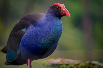 Purple Swamphen (Porphyrio porphyrio) on grass