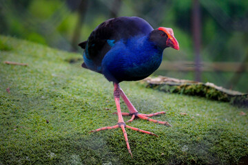 Purple Swamphen (Porphyrio porphyrio) on grass