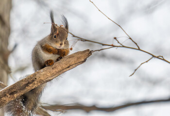 A squirrel is sitting on a tree branch in the forest.