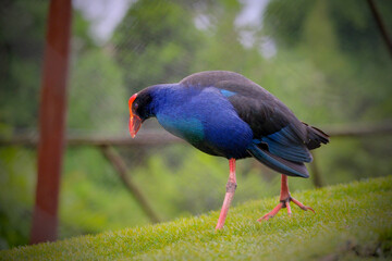 Purple Swamphen (Porphyrio porphyrio) on grass
