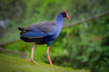 Purple Swamphen (Porphyrio porphyrio) on grass