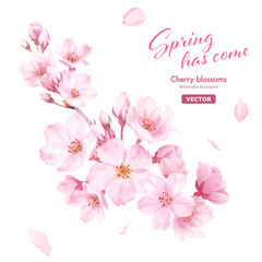 春の花：桜の花の水彩イラスト。クローズアップ。クリップアート（ベクター。パーツのレイアウト変更可能） 