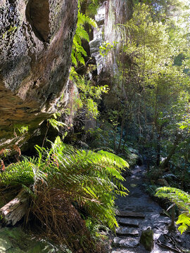Rocky face in a canyon covered with ferns and greenery. Hiking path in a canyon hollow. Trail in a rainforest. Canyon gorge in Australia.
